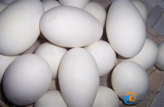 孕妇吃鹅蛋对胎儿有什么好处 怀孕吃鹅蛋的好处