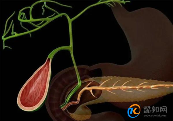 人没了胆囊，身体会发生哪些变化？3种疾病或会找上门
