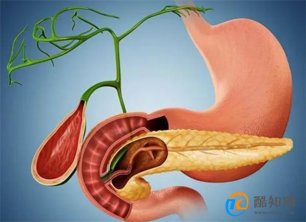 人没了胆囊，身体会发生哪些变化？3种疾病或会找上门