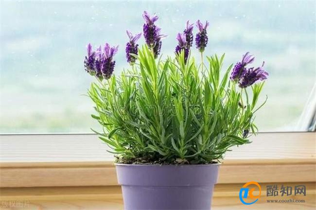 4款家养的植物 让蚊子“闻风丧胆” 夏天远离蚊子的骚扰