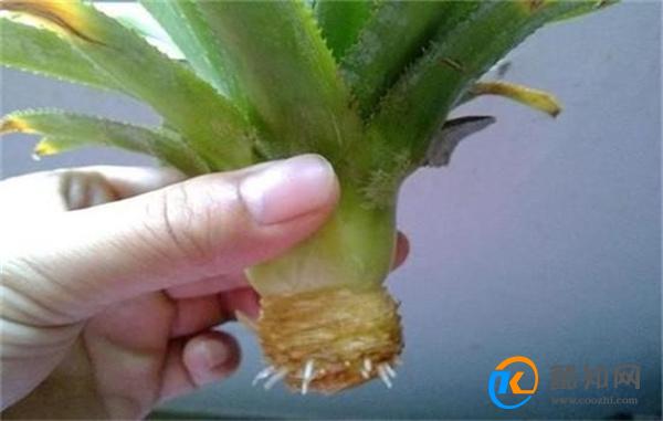 菠萝吃完菠萝头不要扔 做好准备工作 快速发芽生根成盆栽