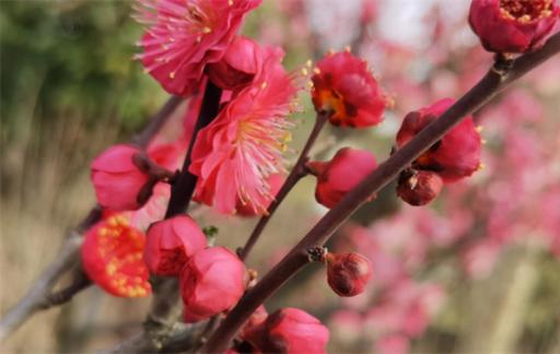 梅花的特点 梅花比喻什么职业的人