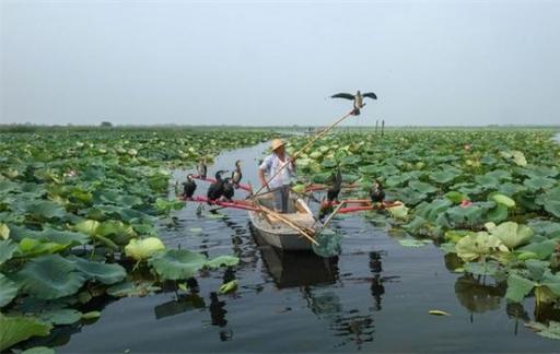 河北白洋淀是哪个市 白洋淀的形成与变迁