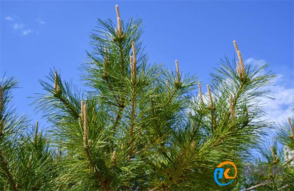 松树的种类 北方常见松树品种有哪些