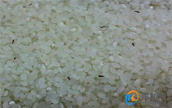 家里的米面为什么会生虫？吃了会不会传染疾病？好多人不了解