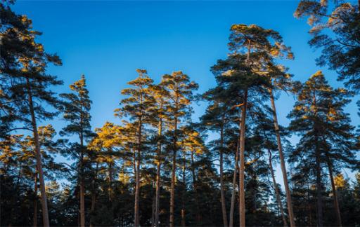 松树的种类 北方常见松树品种有哪些