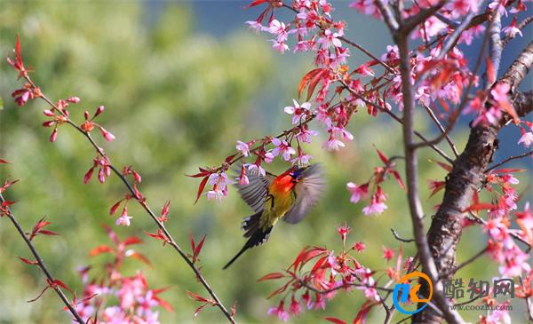 花香鸟语的意思 鸟语花香的寓意象征