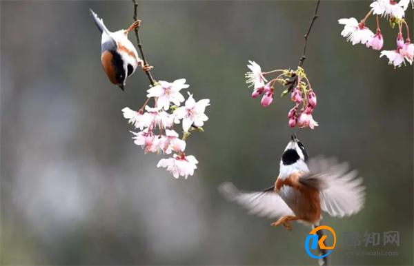 花香鸟语的意思 鸟语花香的寓意象征