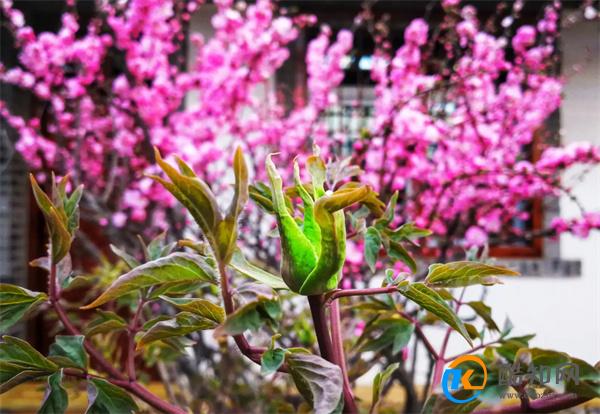 花枝招展是什么意思 花枝招展的三种意思