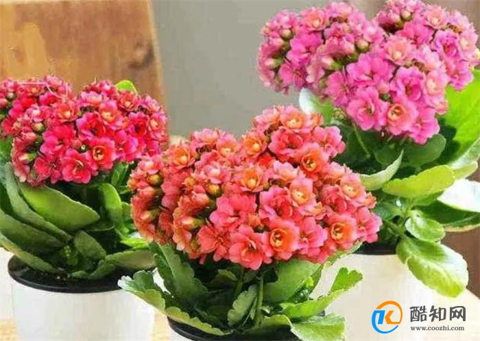 养花不如养长寿花 扦插方法简单易存活 开花漂亮寓意好