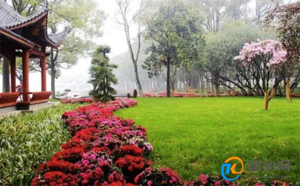 淘米水别直接倒入花盆，易发臭烂根，这才是正确的浇花方法！
