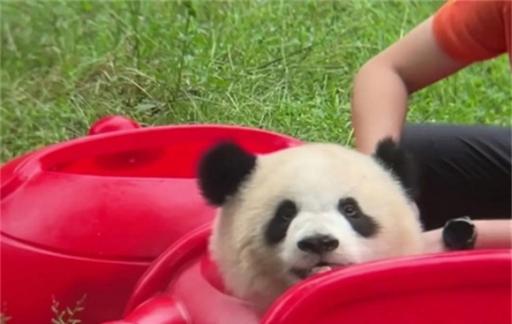 大熊猫被玩具卡头吓得发出狗叫 让人感觉又惊讶又好笑