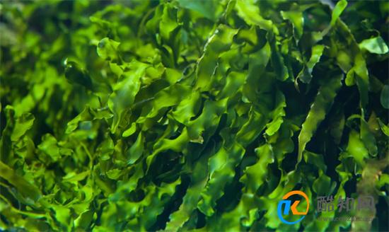 海藻功效和作用是什么 海藻什么人不能吃