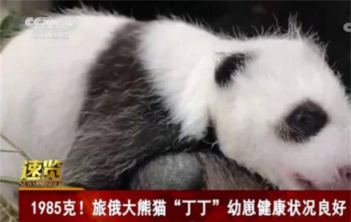 旅俄大熊猫丁丁幼崽睁开眼睛 首只诞生在俄罗斯大熊猫