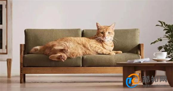 家中有猫怎么选沙发好 养猫的家庭如何买沙发