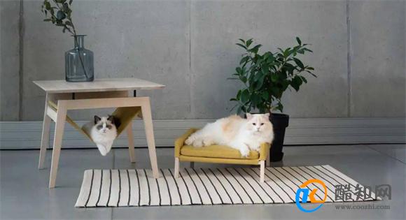家中有猫怎么选沙发好 养猫的家庭如何买沙发