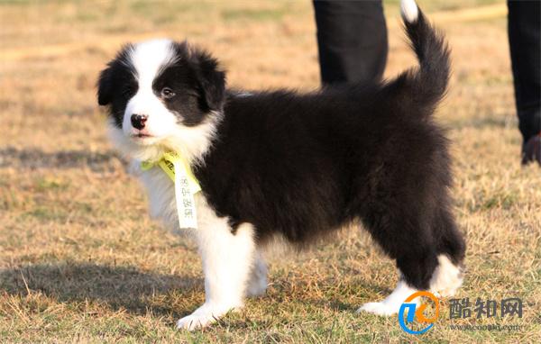 边境牧羊犬好养吗 养边牧的注意事项与窍门