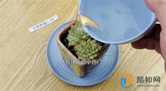 难怪石榴皮卖这么贵 原来石榴皮才是宝 作用真厉害 别再浪费了