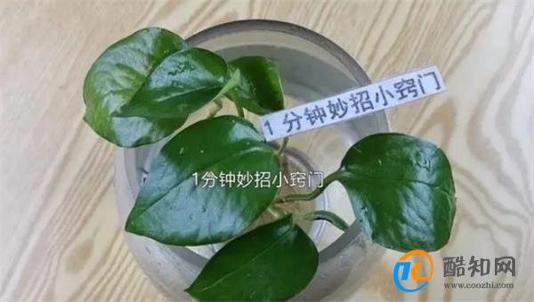 不管有钱没钱，这4个地方别放绿萝，很多人都不懂原因，记得移开