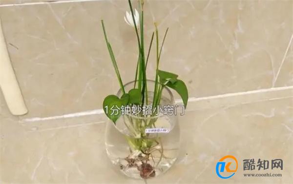 不管有钱没钱，这4个地方别放绿萝，很多人都不懂原因，记得移开