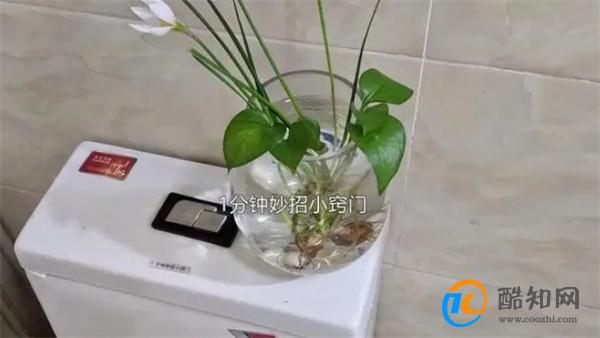 不管有钱没钱，这4个地方别放绿萝，很多人都不懂原因，记得移开