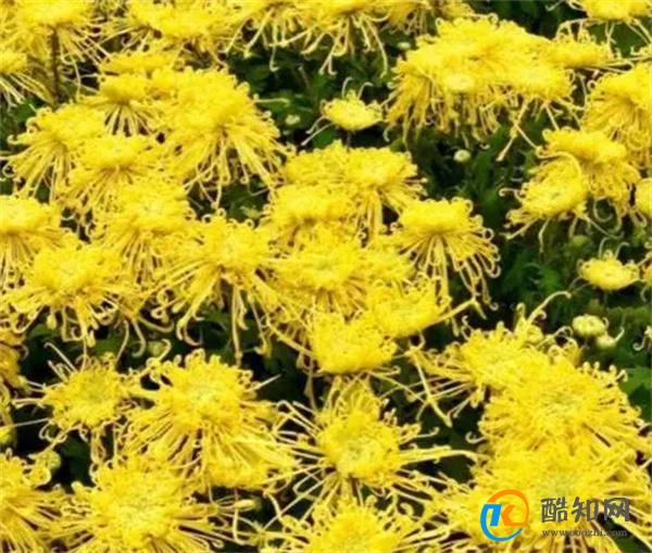 重阳节的小知识：为什么又叫菊花节重阳糕长啥样