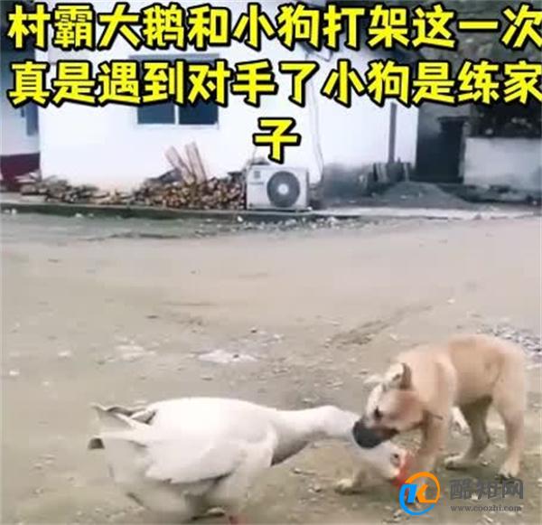 狗狗以多欺少撞飞大鹅 究竟什么原因