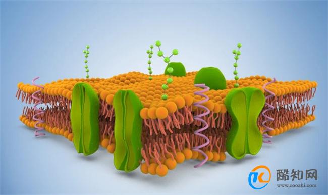 细胞膜的主要成分  细胞膜有胆固醇吗