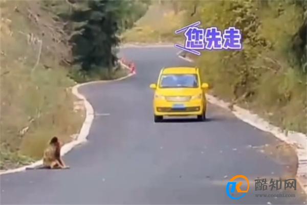 金丝猴与过路司机相互礼让文明出行