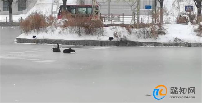 哈师大黑天鹅因气温骤降已被冻湖上两天