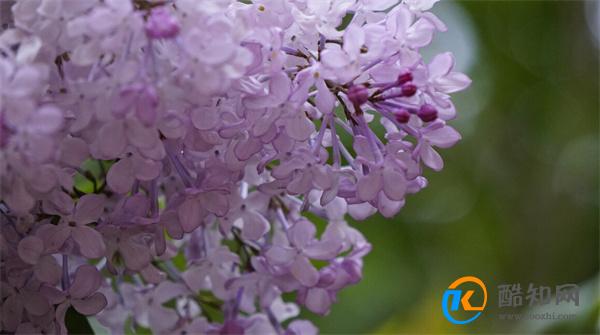 丁香花什么颜色 丁香花的象征意义