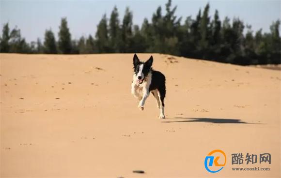 宠主这几种做法对狗狗的伤害很大，你有这样的行为吗？
