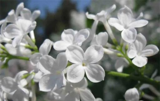 丁香花什么颜色 丁香花的象征意义