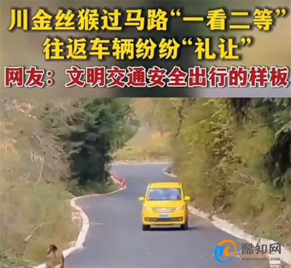 金丝猴与过路司机相互礼让文明出行