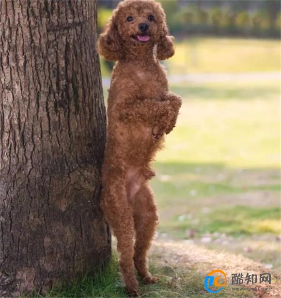 宠主这几种做法对狗狗的伤害很大，你有这样的行为吗？