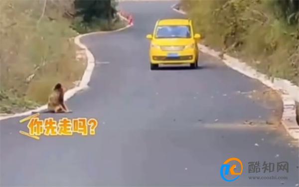 金丝猴与过路司机相互礼让文明出行