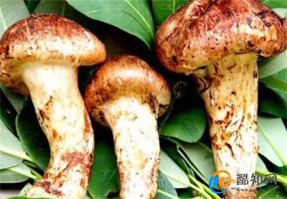 鲜松茸如何正确保存 这些方法你必须知道 