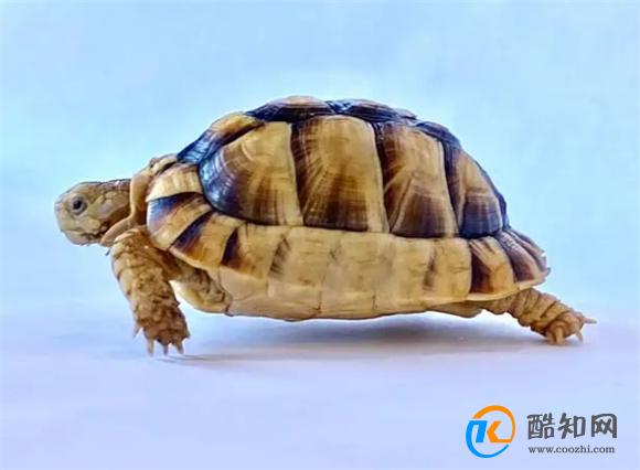 乌龟死了最佳处理方法，一定要注意了！