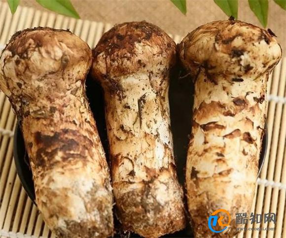 鲜松茸如何正确保存 这些方法你必须知道 