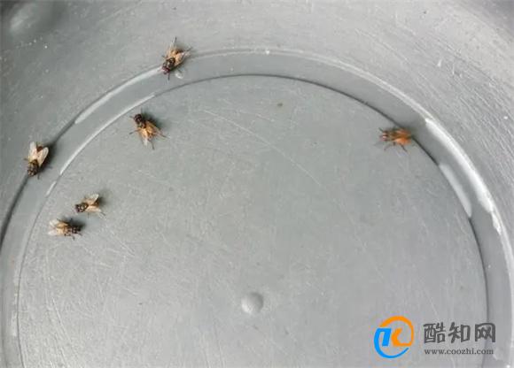 卫生间很多小飞虫怎么处理？教你一招轻松解决！