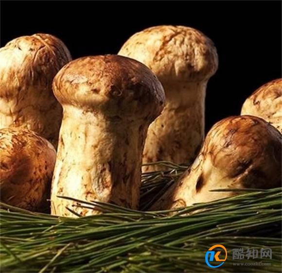鲜松茸如何正确保存 这些方法你必须知道 