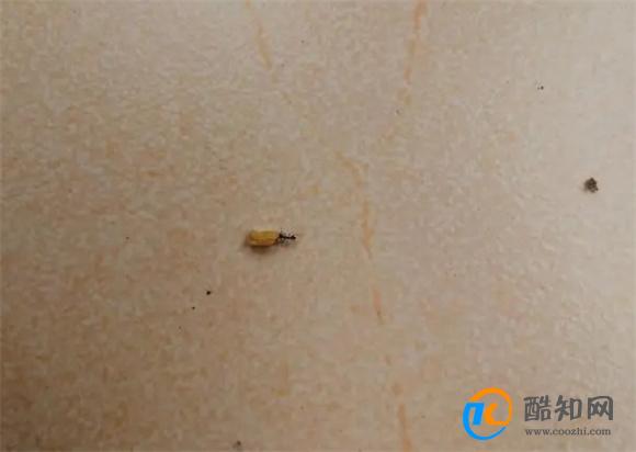 卫生间很多小飞虫怎么处理？教你一招轻松解决！