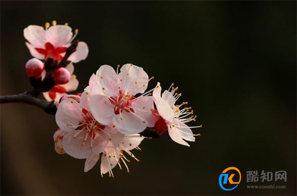 妙趣横生的意思 妙趣横生能形容人吗