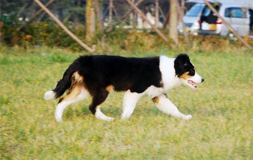 如何训练边境牧羊犬 边牧服从性差怎么办