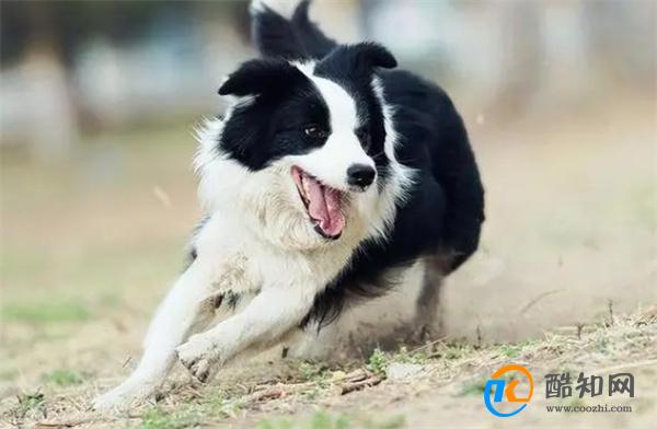 如何训练边境牧羊犬 边牧服从性差怎么办