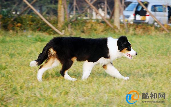如何训练边境牧羊犬 边牧服从性差怎么办