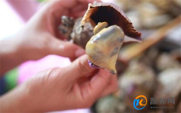海螺怎么吃 海螺的功效及价值