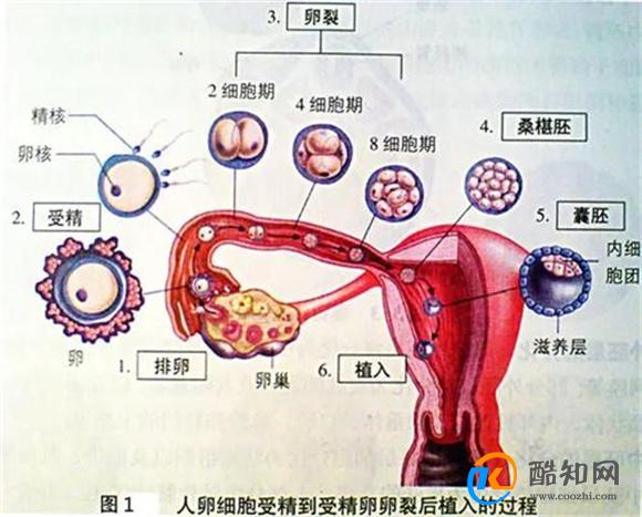 移植鲜胚和冻胚有什么区别 哪个成功率更高 