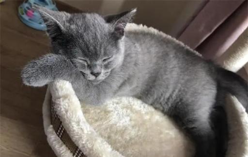 小猫便秘怎么办 给猫最快解决便秘的方法