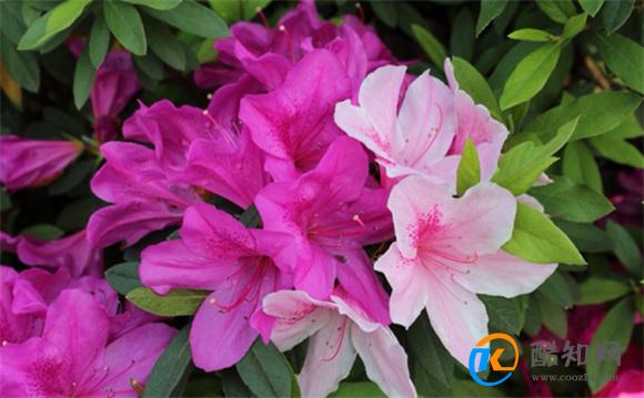 杜鹃花语是什么 杜鹃花语及象征意义